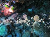 2010-09-12 13-57-10 Ludo